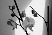 28th Mar 2016 - OCOLOY Day 88: Orchid in the Spotlight