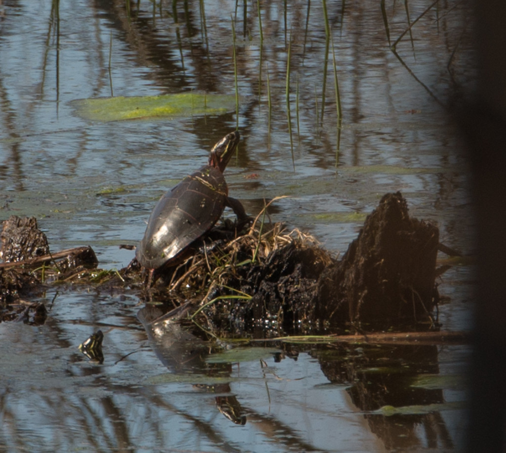 Turtle in the marsh by dridsdale