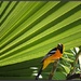 Oriole Fandango... by soylentgreenpics