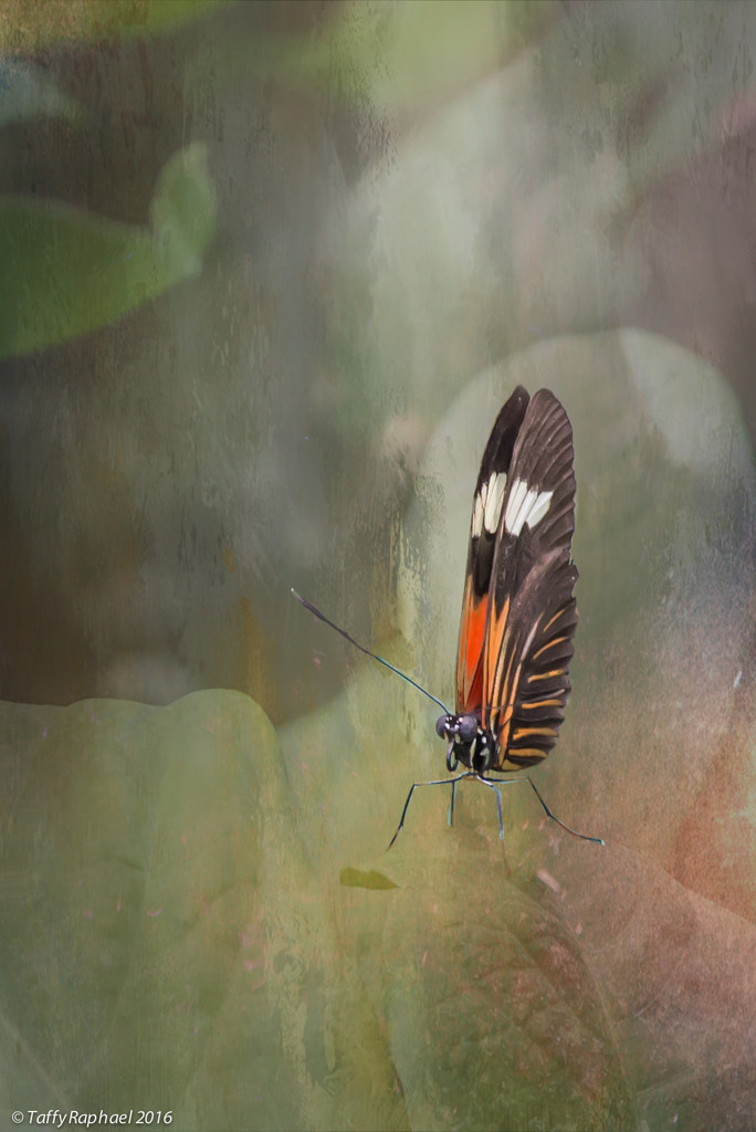 Butterfly 2 by taffy