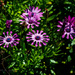 Purple Pinwheels! by elatedpixie