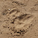 Lion tracks.... by anne2013