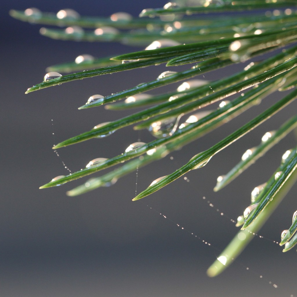 Pine needles by jodies