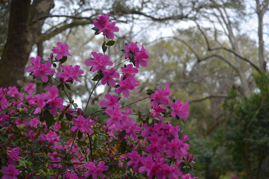 Azaleas, Charles Towne Landing State Historic Site. by congaree