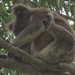 avascratch by koalagardens