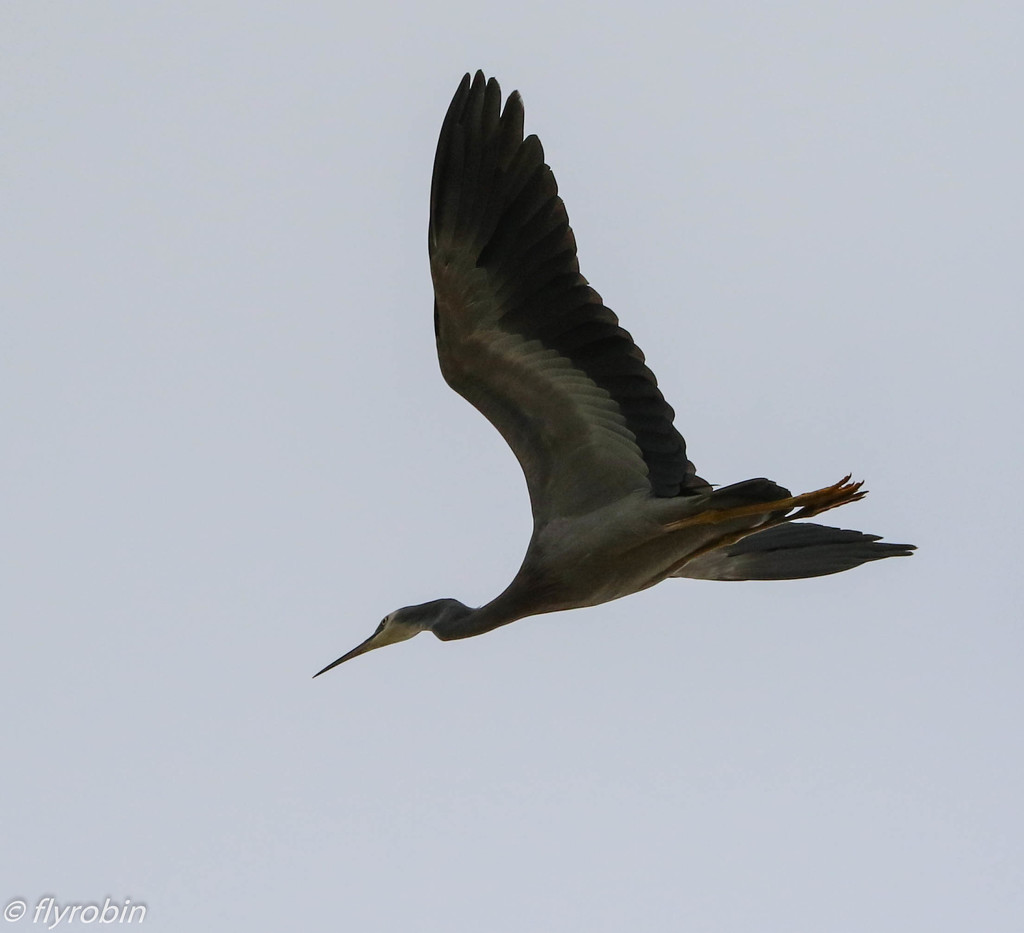 Heron in flight by flyrobin