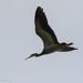 Heron in flight by flyrobin