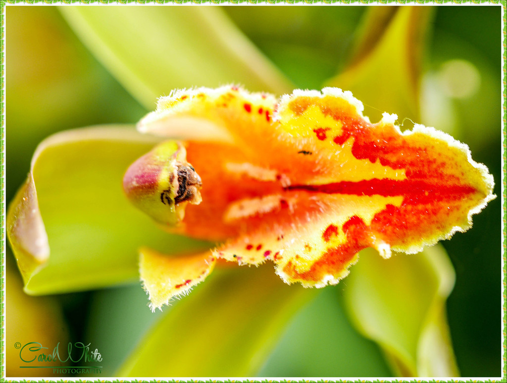 Orchid,Tropical Gardens, Madeira by carolmw
