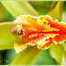 Orchid,Tropical Gardens, Madeira by carolmw
