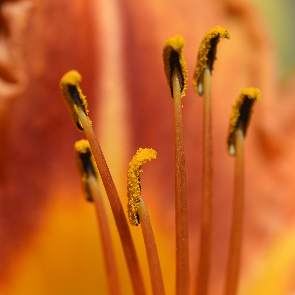 Day Lily For Rainbow Orange_DSC4822 by merrelyn