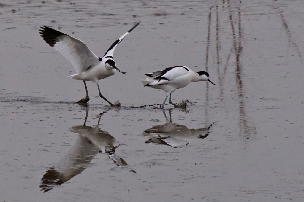 COURTING AVOCETS  by markp