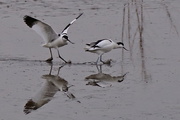 24th Mar 2016 - COURTING AVOCETS 