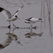 COURTING AVOCETS  by markp