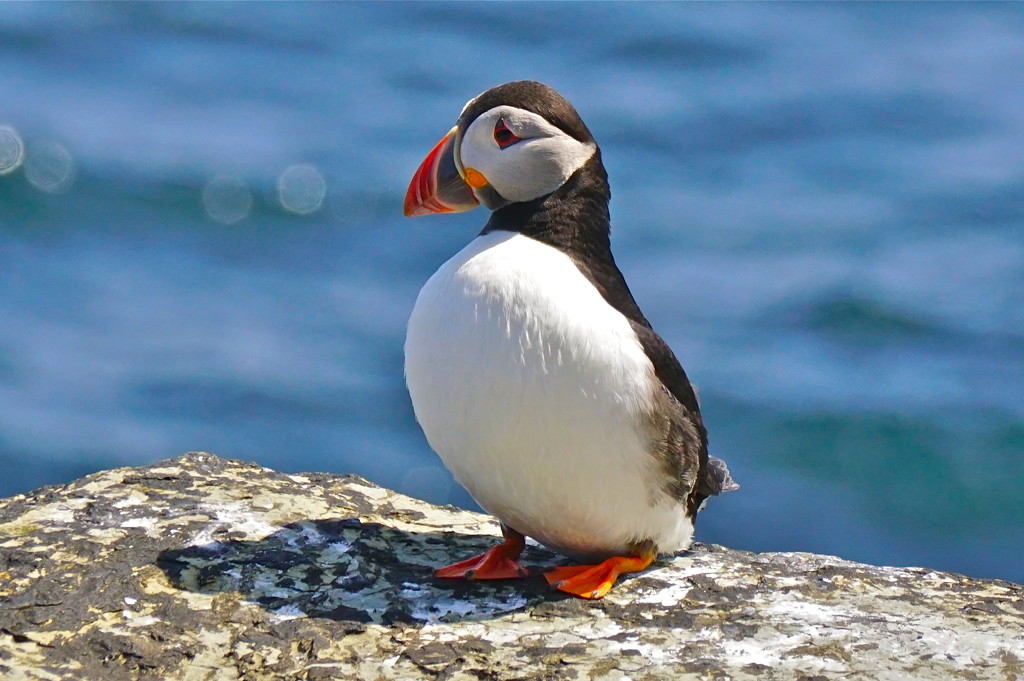 PAPAY PUFFIN by markp