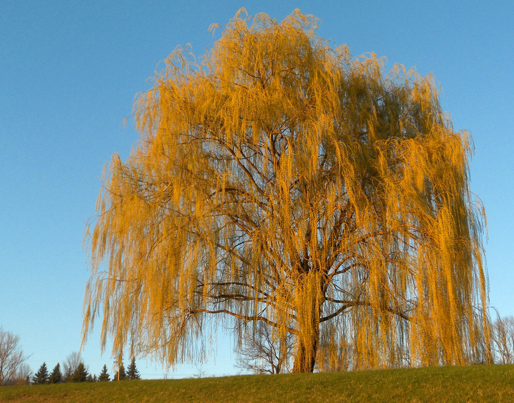 Weeping willow during golden hour. by mittens