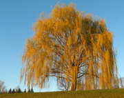 29th Mar 2016 - Weeping willow during golden hour.