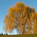 Weeping willow during golden hour. by mittens