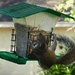 Squirrel Acrobatics by mimiducky