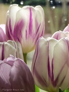 29th Mar 2016 - Easter tulips