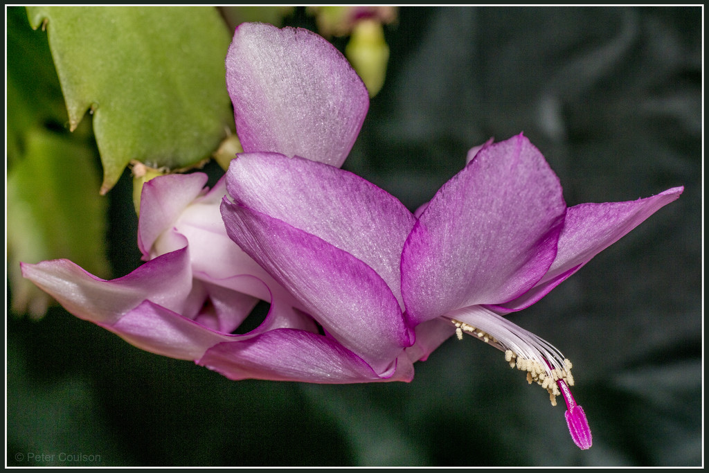 Christmas Cactus by pcoulson