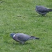 Pigeons by arkensiel