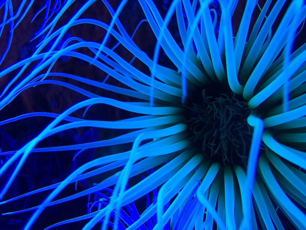 Sea anemone.  by cocobella