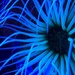 Sea anemone.  by cocobella