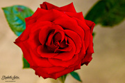 29th Mar 2016 - A big Rose
