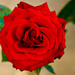 A big Rose by elisasaeter