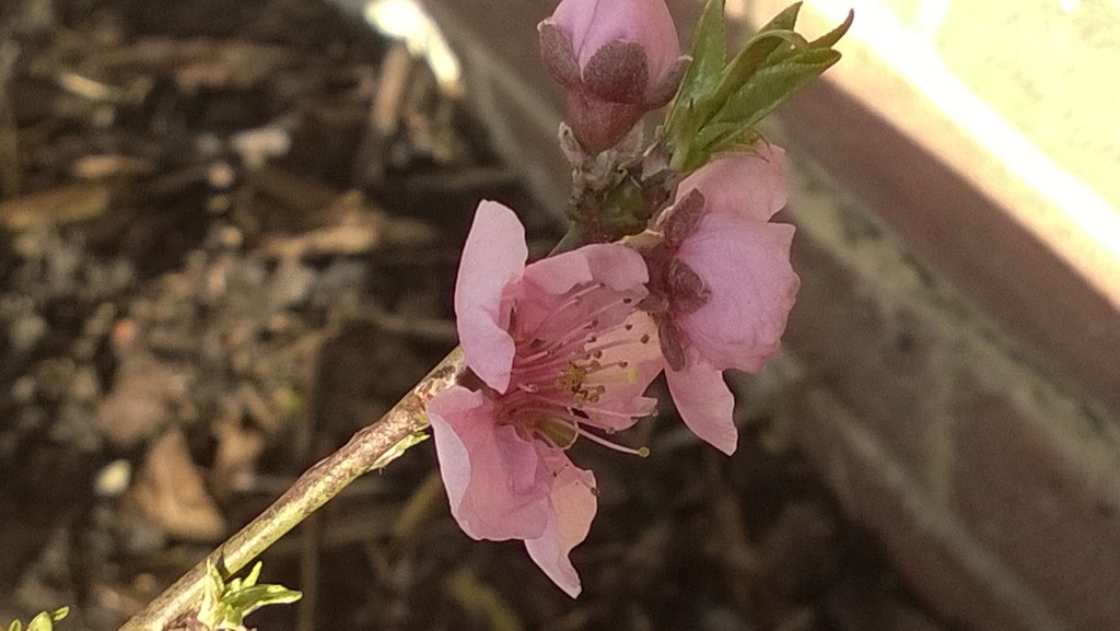 Nectarine Blossom by cataylor41