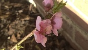 29th Mar 2016 - Nectarine Blossom
