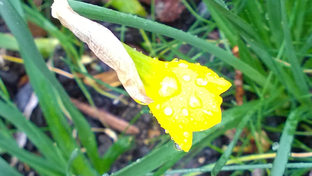 Daffodil bud by cataylor41