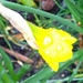 Daffodil bud by cataylor41