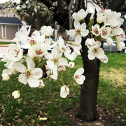 19th Mar 2016 - Trees In Bloom