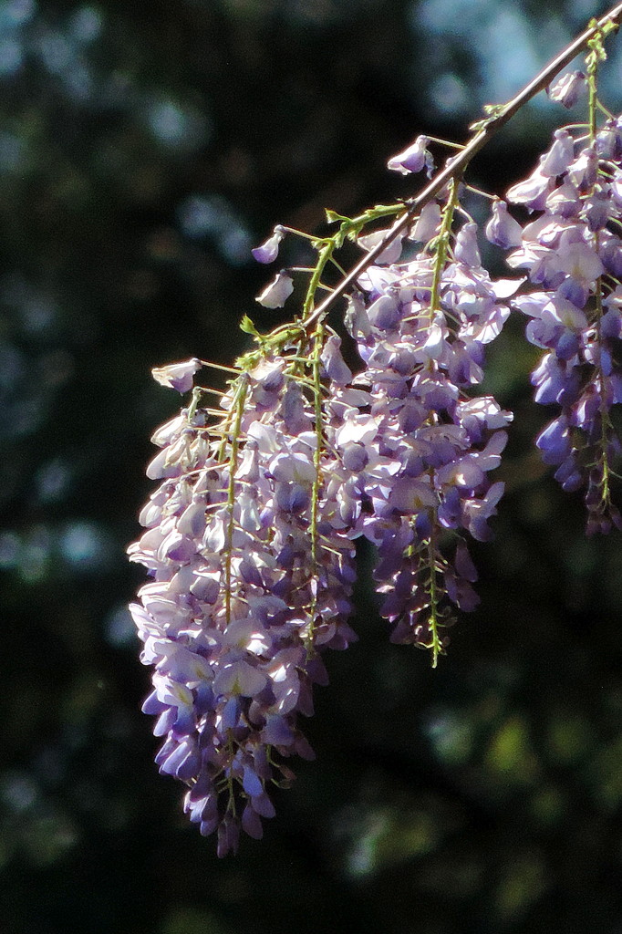 Wisteria and bokeh by homeschoolmom