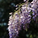 Wisteria and bokeh by homeschoolmom
