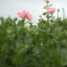 dreamy poppies by blueberry1222