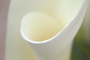 29th Mar 2016 - calla lilly