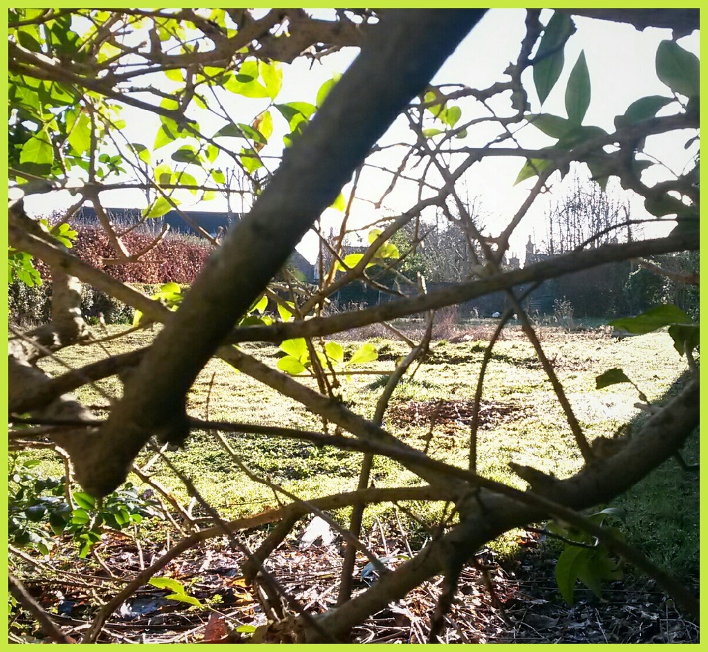 A peek through the hedge  by sarah19
