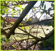 29th Mar 2016 - A peek through the hedge 