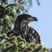 Junior Bald Eagle by byrdlip