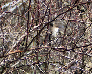 29th Mar 2016 - Yellow-rumped Warbler (Winter juvenile Myrtle)