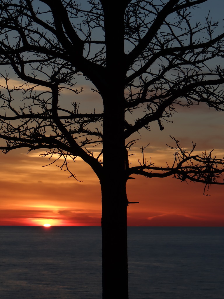 Gnarly Tree At Sunset Park by brillomick