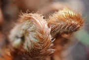 30th Mar 2016 - Fuzzy Furry Ferns