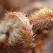 Fuzzy Furry Ferns by jamibann