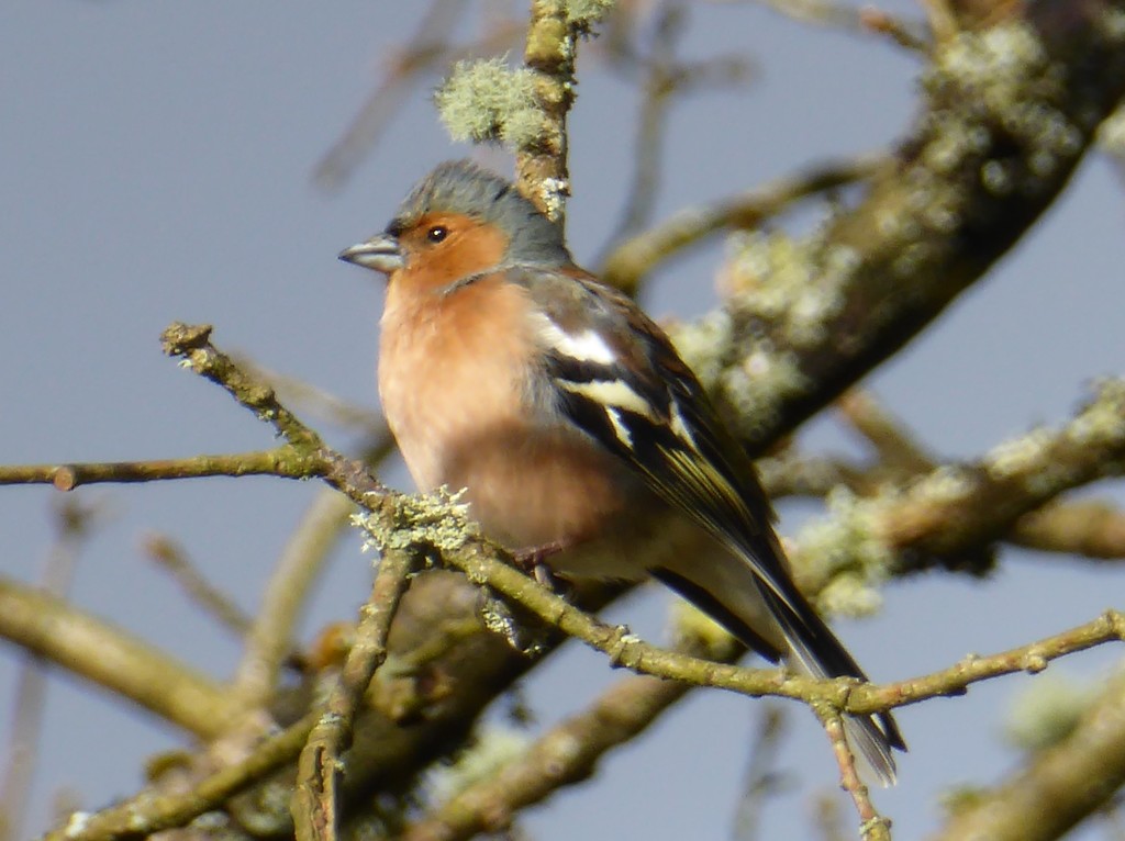 Chaffinch by susiemc