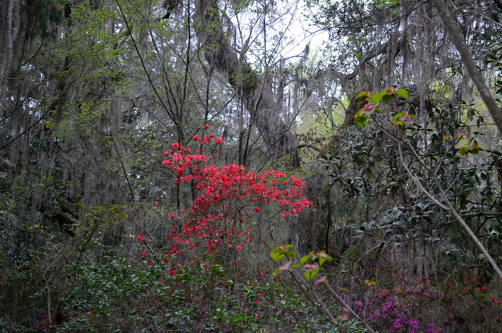 Magnolia Gardens, Spring 2016 by congaree