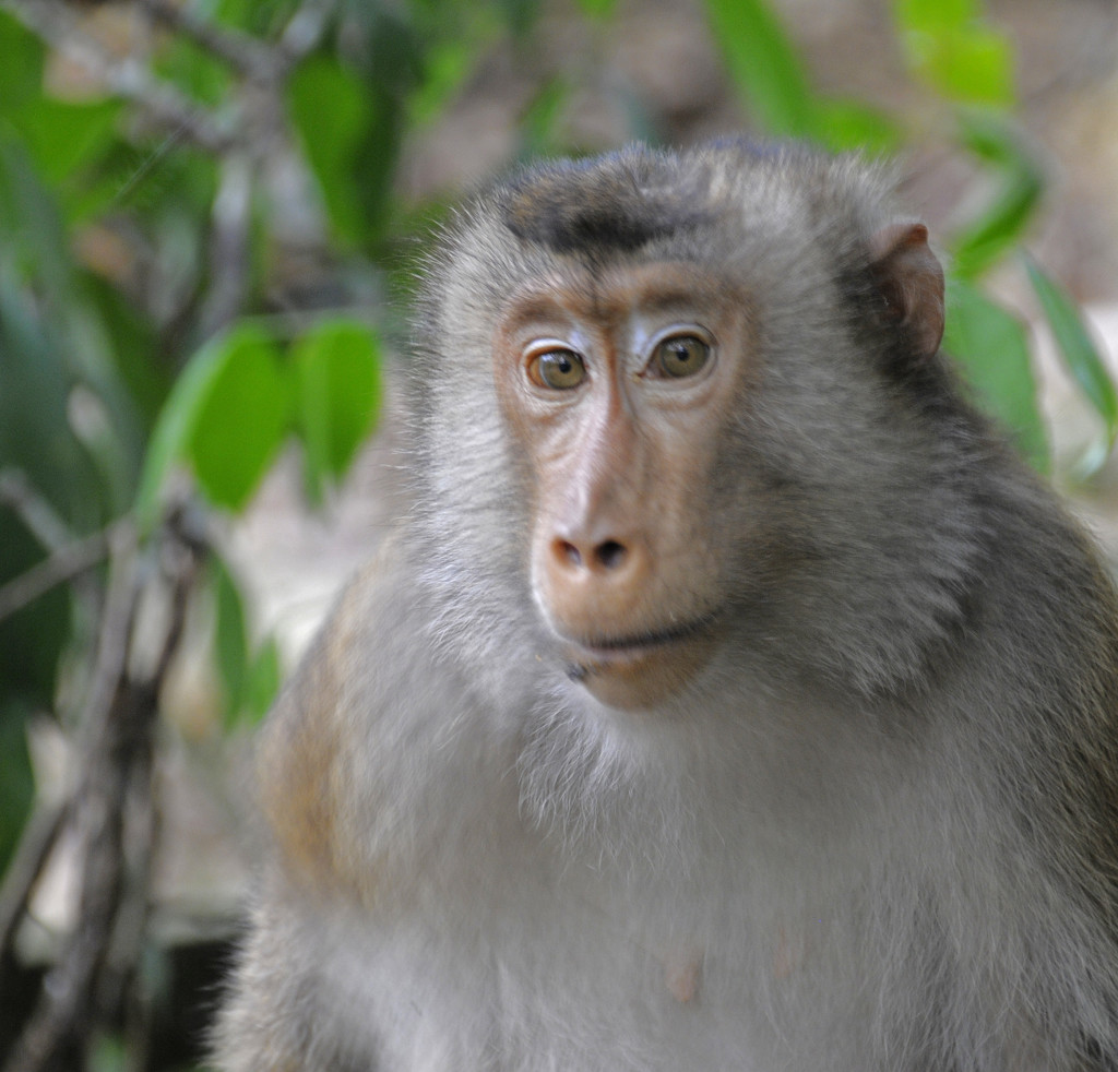 Monkey Bukit Hijau by ianjb21