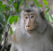 29th Mar 2016 - Monkey Bukit Hijau