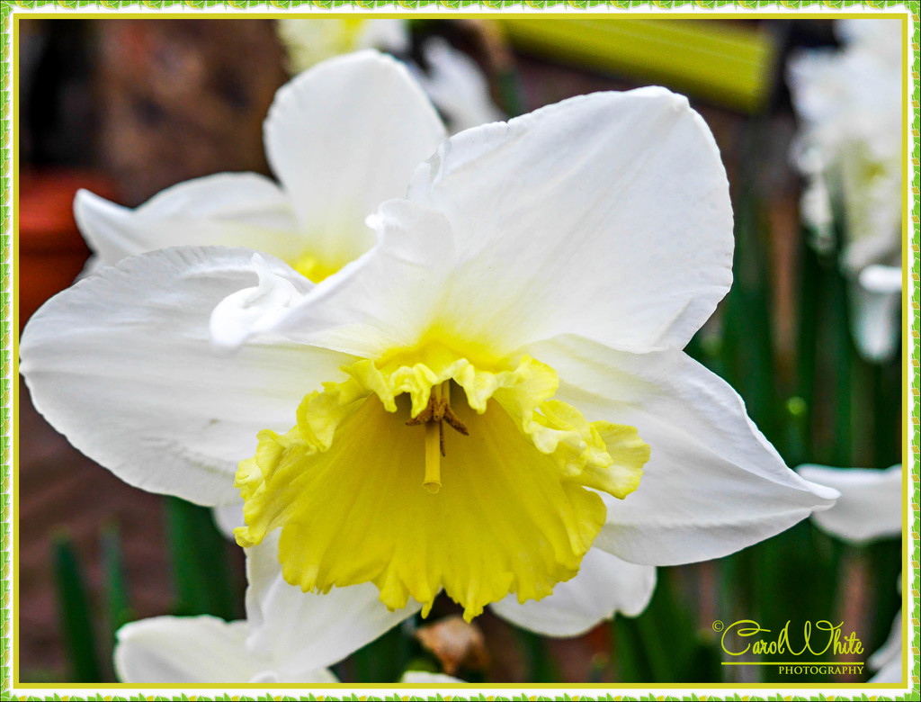 Daffodil by carolmw
